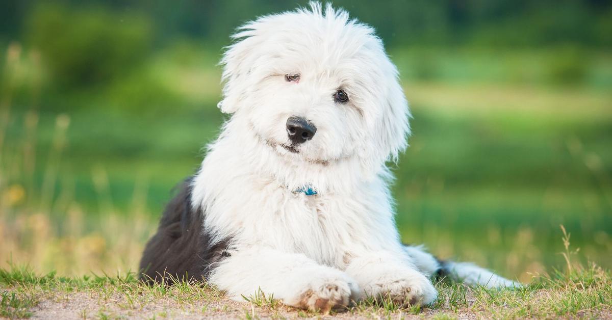 Dynamic image of the Old English Sheepdog, popularly known in Indonesia as Anjing Domba Inggris Kuno.