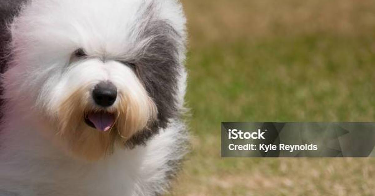 Detailed shot of the Old English Sheepdog, or Canis Lupus, in its natural setting.