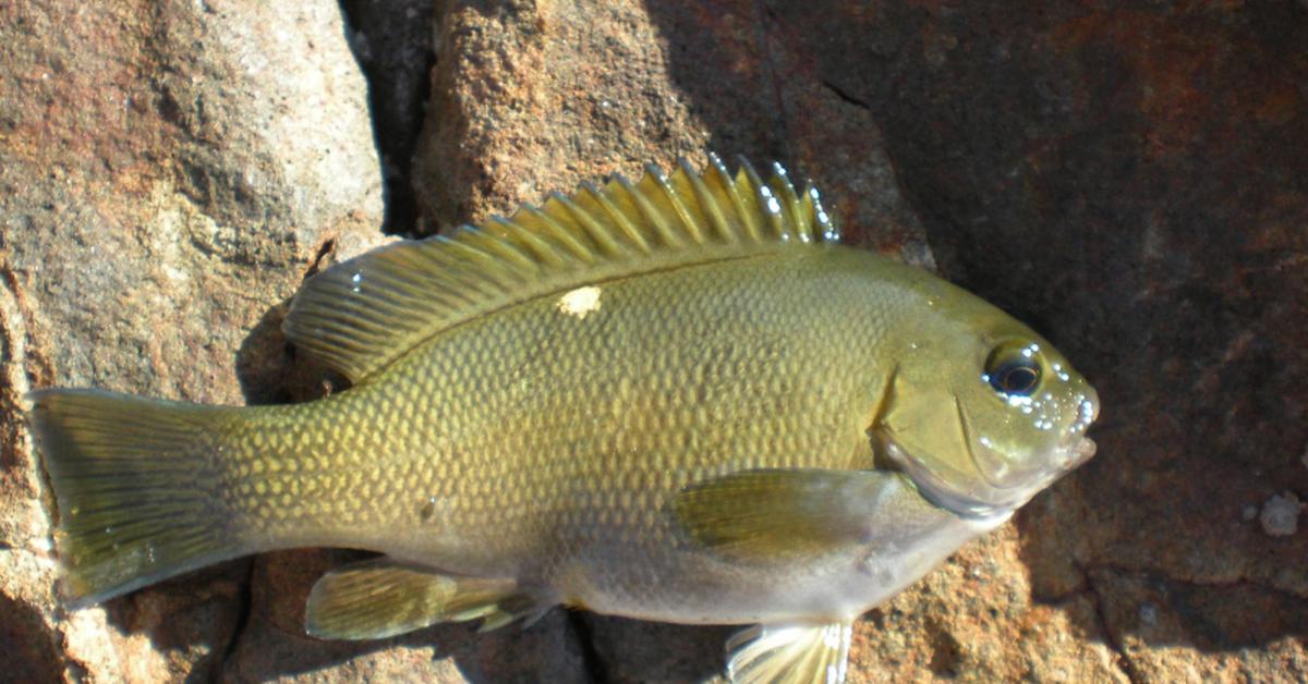 Detailed shot of the Opaleye, or Girella nigricans, in its natural setting.