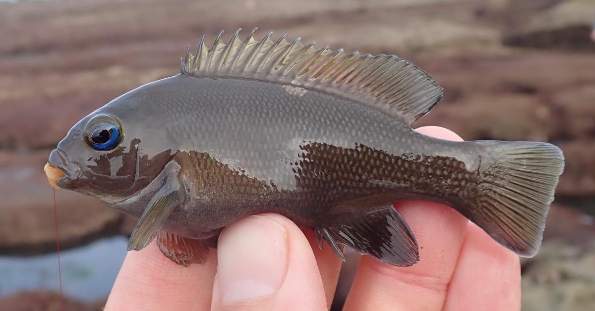 Vibrant snapshot of the Opaleye, commonly referred to as Ikan Opaleye in Indonesia.