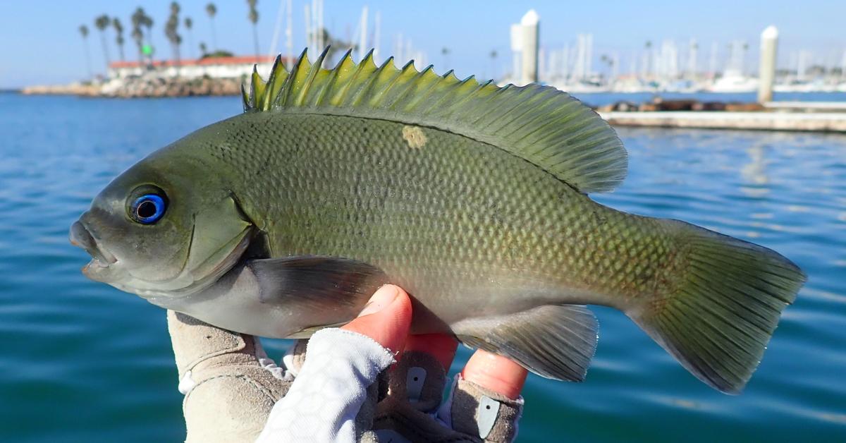 Close-up view of the Opaleye, known as Ikan Opaleye in Indonesian.