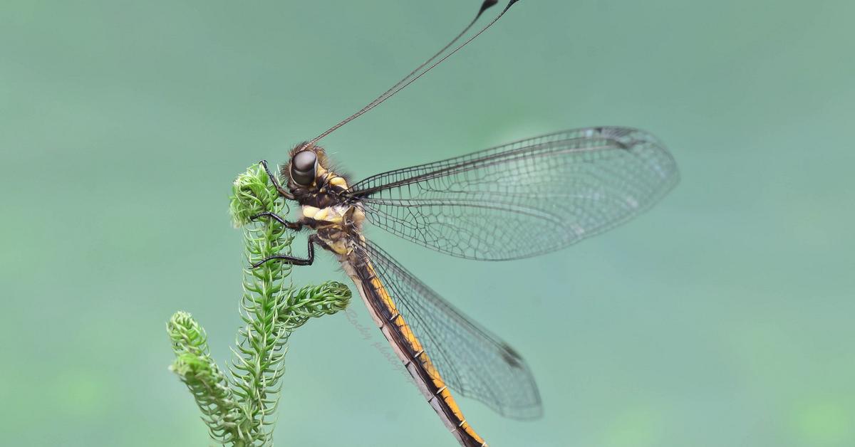 Engaging shot of the Owlfly, recognized in Indonesia as Kumbang Hantu.