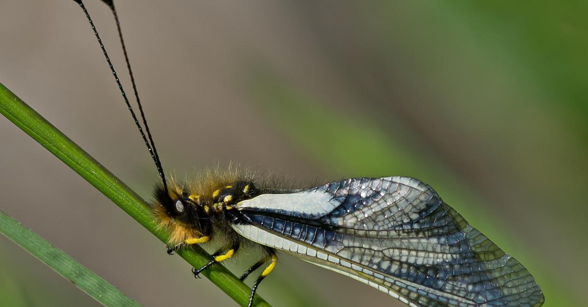 Photograph of the unique Owlfly, known scientifically as Ascalaphidae.