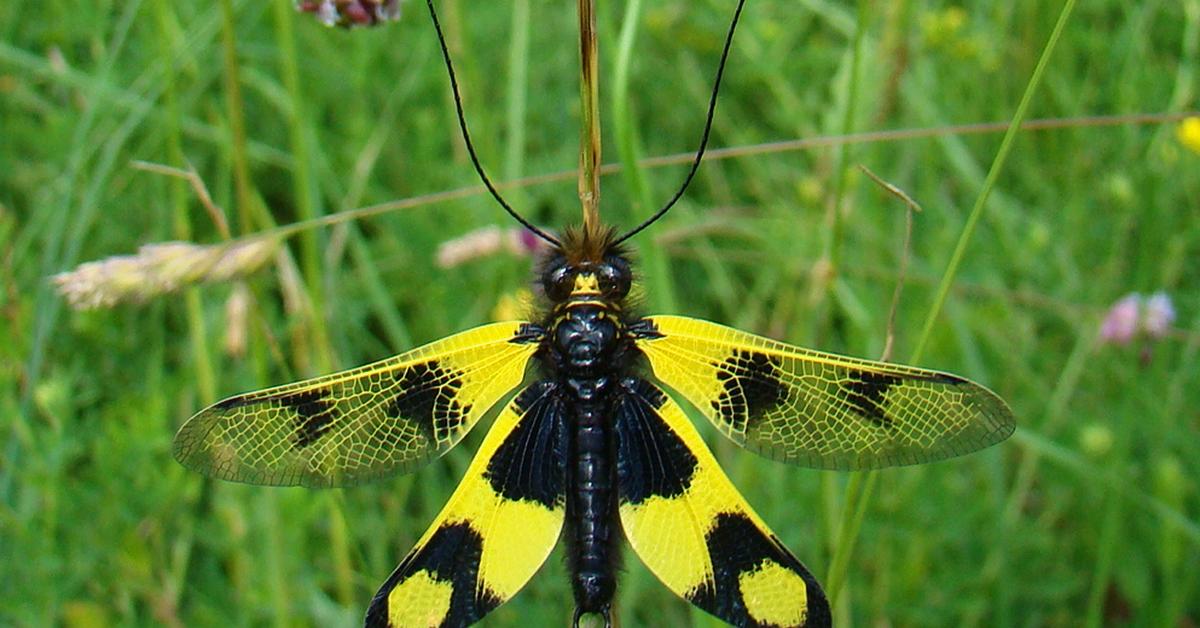 Vibrant snapshot of the Owlfly, commonly referred to as Kumbang Hantu in Indonesia.