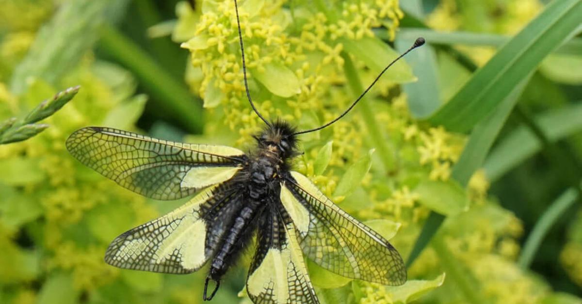 Natural elegance of the Owlfly, scientifically termed Ascalaphidae.