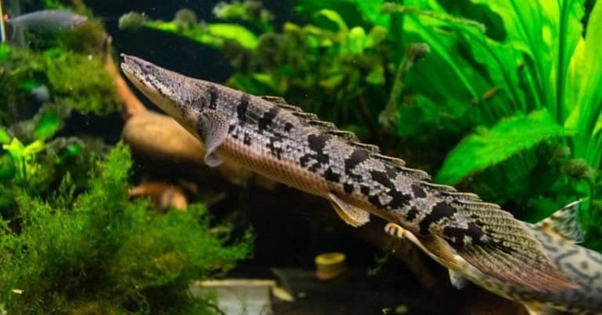 Stunning image of the Ornate Bichir (Polypterus ornatipinnis), a wonder in the animal kingdom.