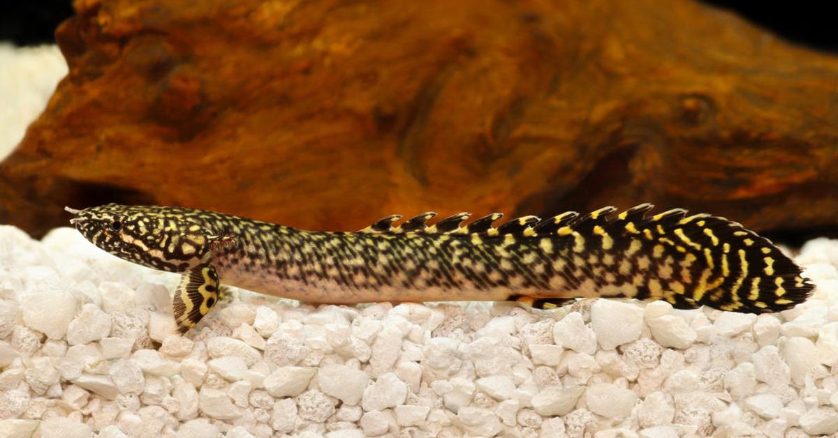 Photogenic Ornate Bichir, scientifically referred to as Polypterus ornatipinnis.