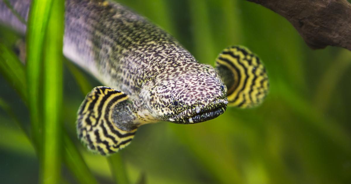 Stunning depiction of Ornate Bichir, also referred to as Polypterus ornatipinnis.