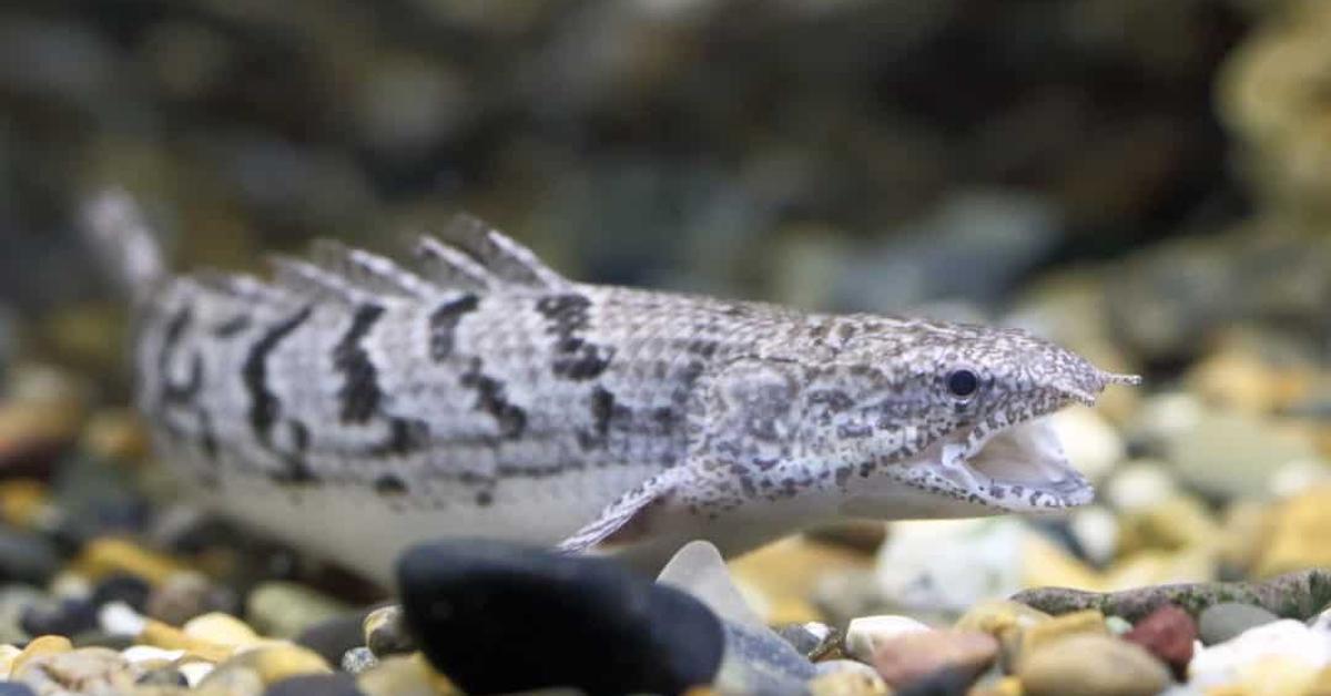 The remarkable Ornate Bichir (Polypterus ornatipinnis), a sight to behold.