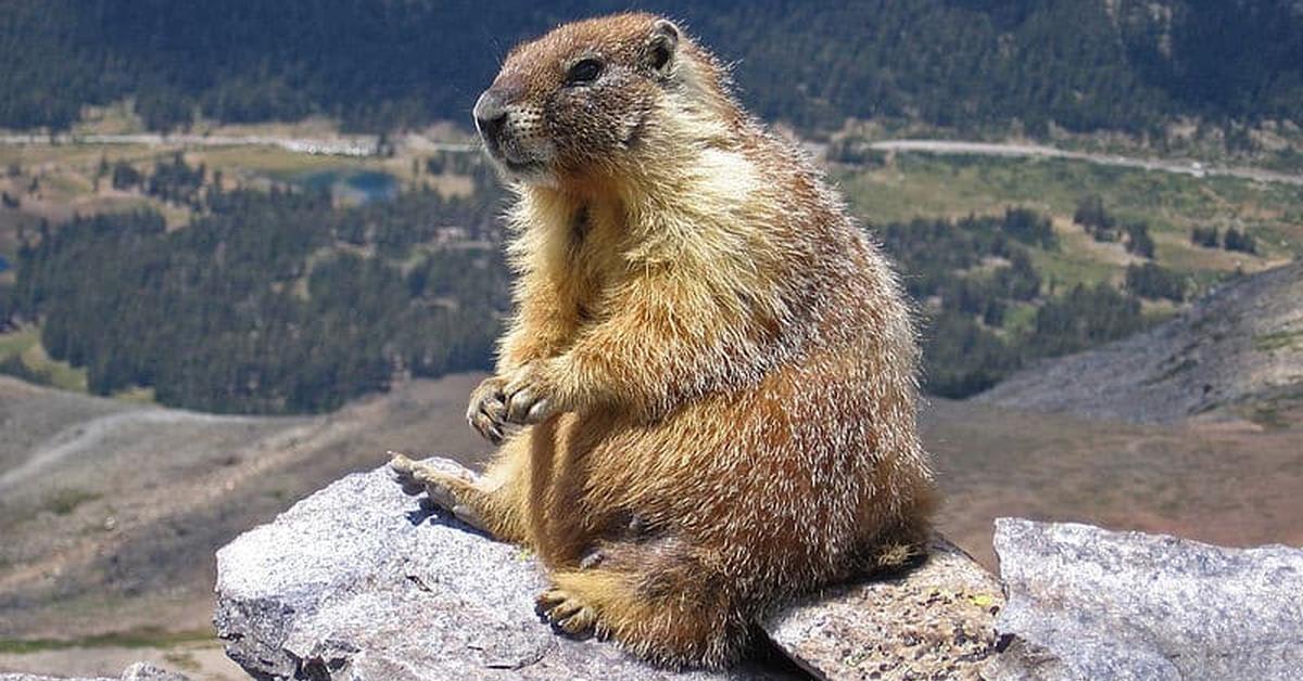 Snapshot of the intriguing Olympic Marmot, scientifically named Marmota olympus.