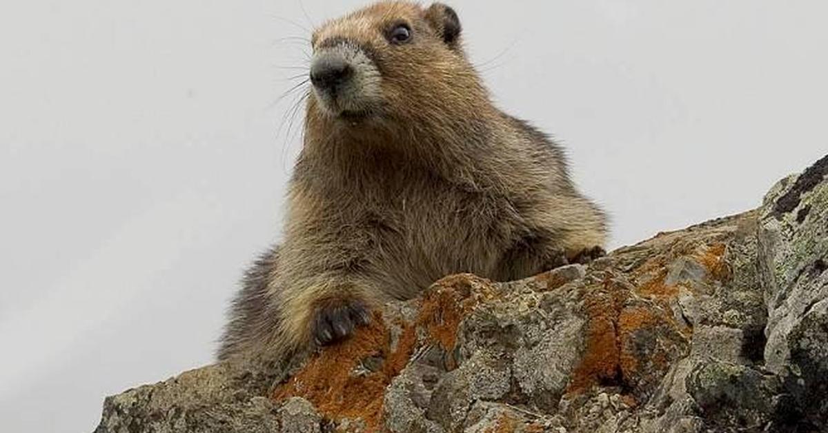 The fascinating Olympic Marmot, scientifically known as Marmota olympus.