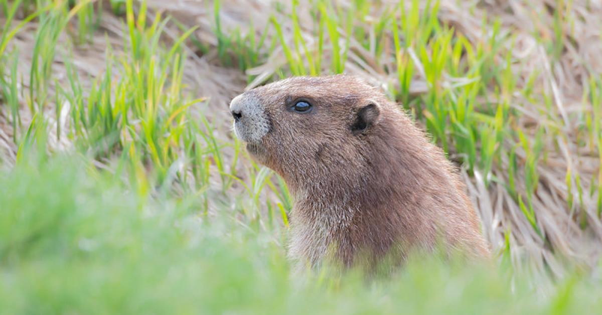 The alluring Olympic Marmot, commonly referred to as Marmot Olimpiade in Bahasa Indonesia.