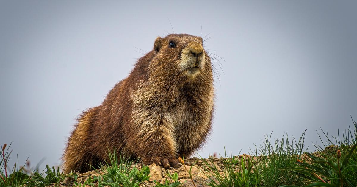 Insightful look at the Olympic Marmot, known to Indonesians as Marmot Olimpiade.