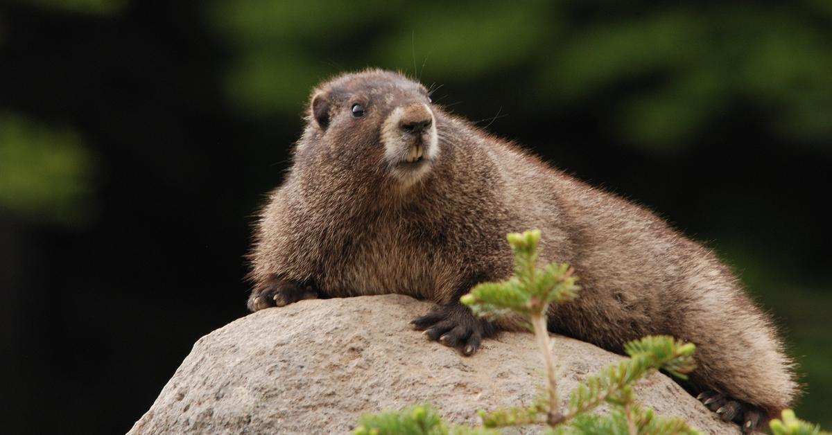 Striking appearance of the Olympic Marmot, known in scientific circles as Marmota olympus.