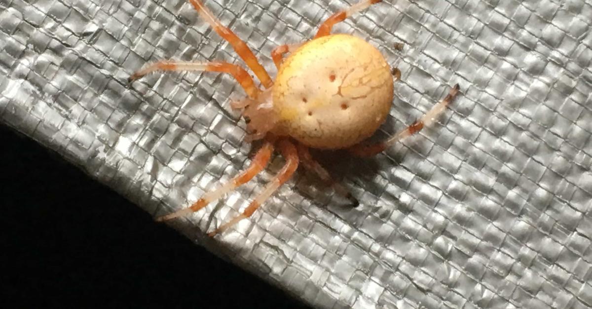 Close-up view of the Orange Spider, known as Laba-laba Oranye in Indonesian.