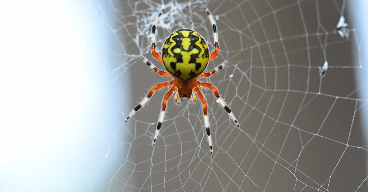 Engaging shot of the Orange Spider, recognized in Indonesia as Laba-laba Oranye.