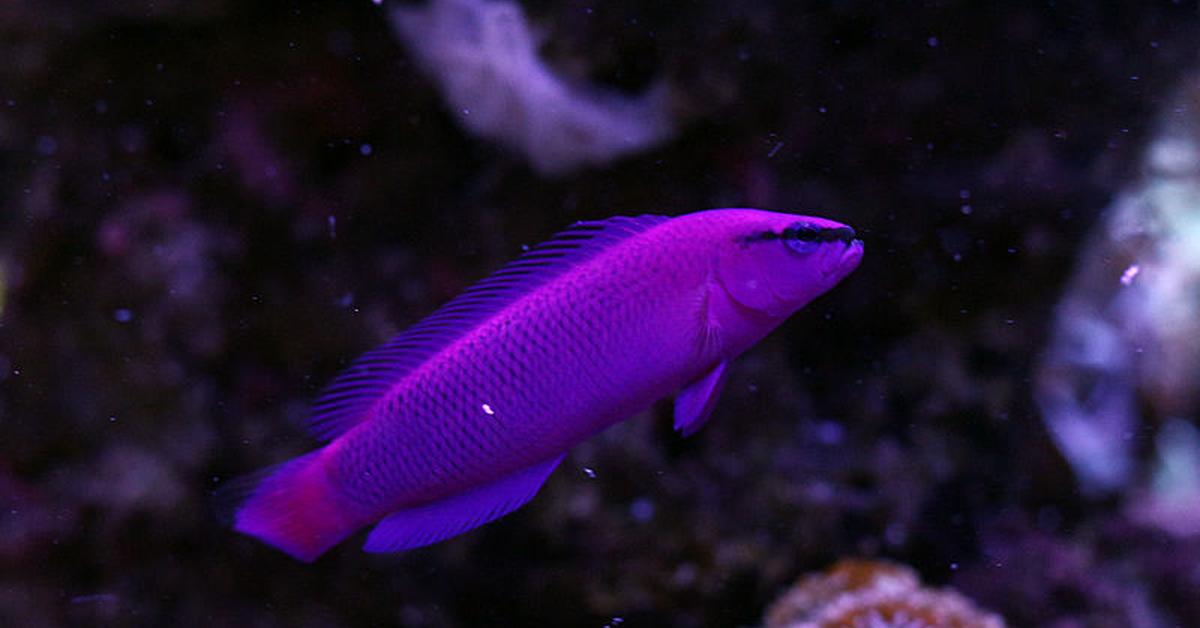 Captivating presence of the Orchid Dottyback, a species called Pseudochromis fridmani.