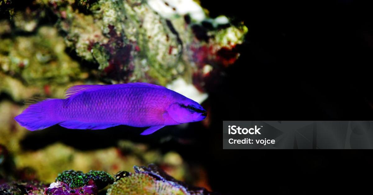 Captivating view of the Orchid Dottyback, known in Bahasa Indonesia as Ikan Dottyback Anggrek.