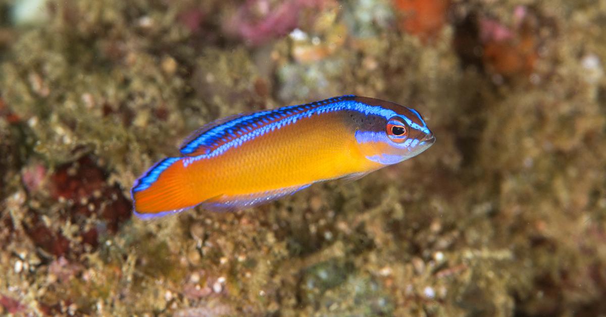 Stunning image of the Orchid Dottyback (Pseudochromis fridmani), a wonder in the animal kingdom.