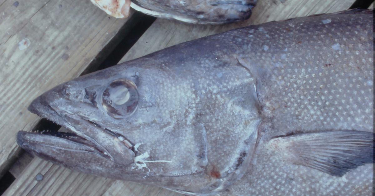 Exquisite image of Oilfish, in Indonesia known as Ikan Minyak.