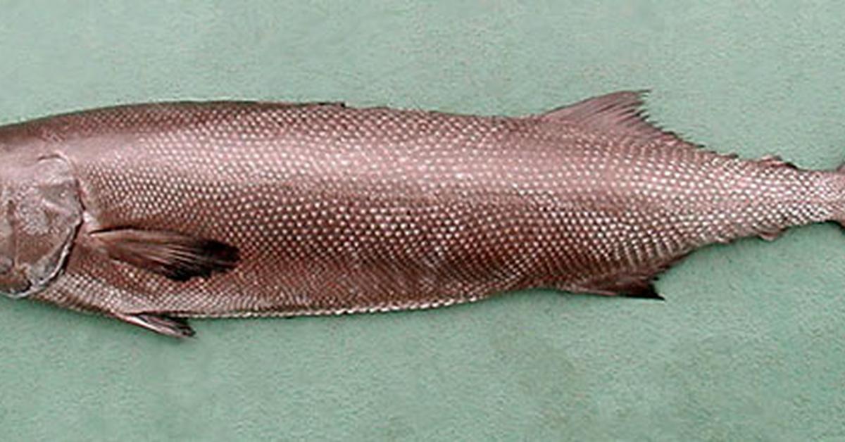 The elegant Oilfish (Ruvettus pretiosus), a marvel of nature.