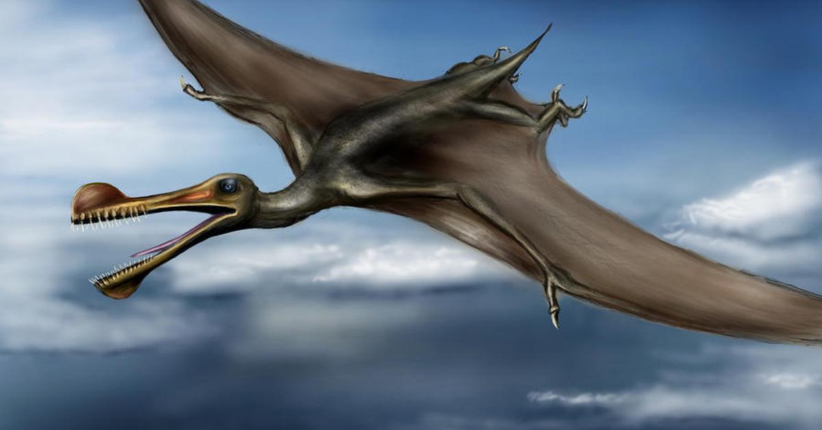 Striking appearance of the Ornithocheirus, known in scientific circles as Ornithocheirus simus.