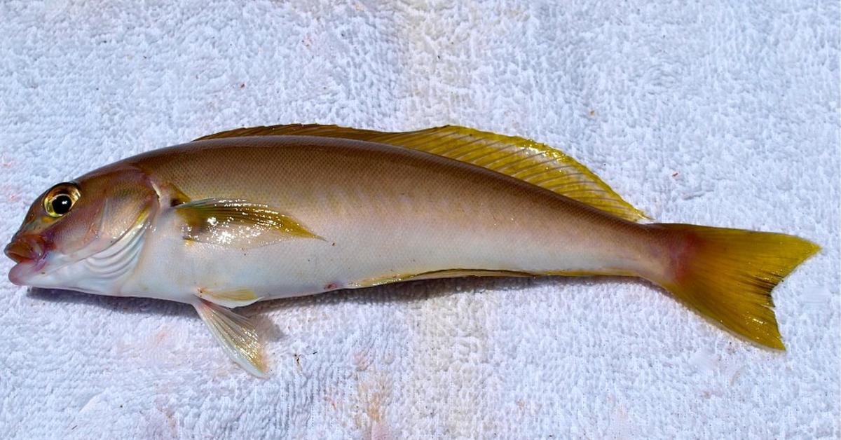 Portrait of a Ocean Whitefish, a creature known scientifically as Caulolatilus princeps.