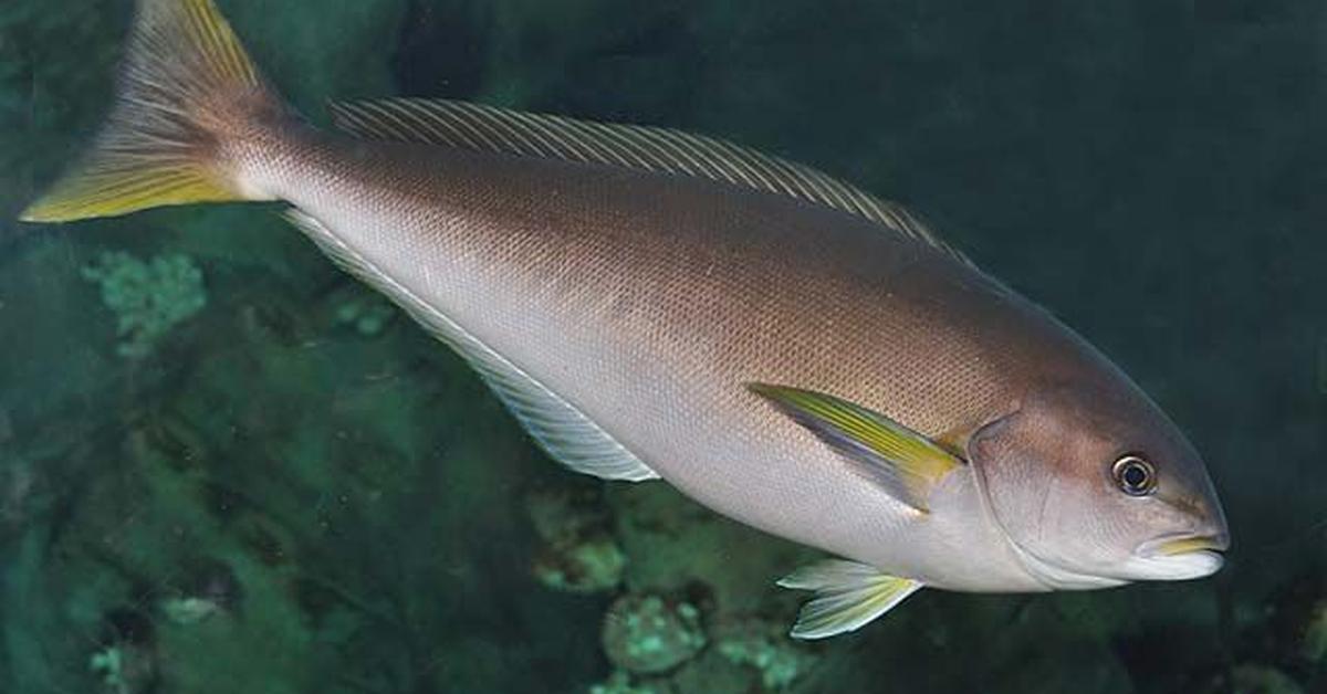 Graceful Ocean Whitefish, a creature with the scientific name Caulolatilus princeps.