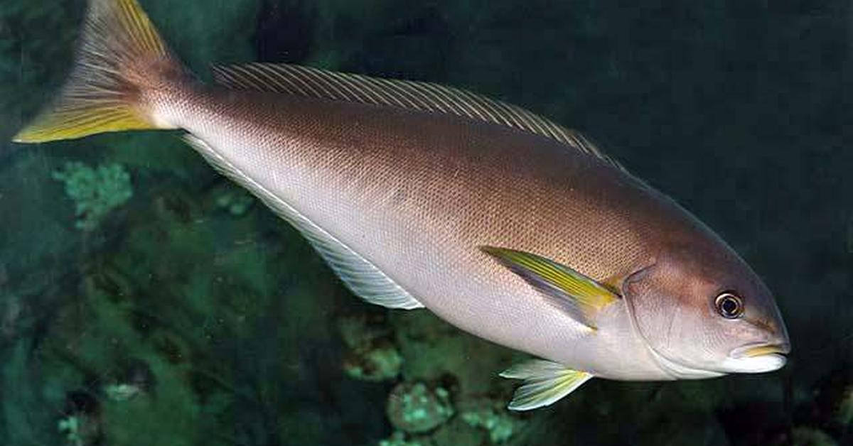 Vibrant snapshot of the Ocean Whitefish, commonly referred to as Ikan Laut Putih in Indonesia.