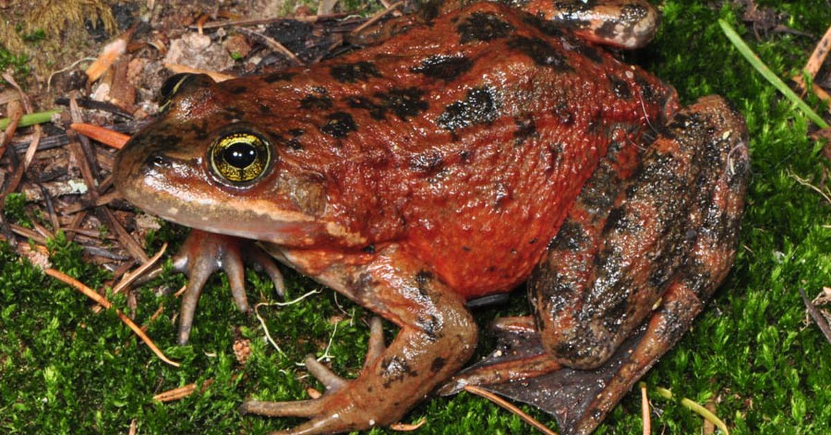 The fascinating Oregon Spotted Frog, scientifically known as Rana pretiosa.