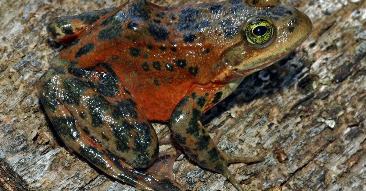 Snapshot of the intriguing Oregon Spotted Frog, scientifically named Rana pretiosa.