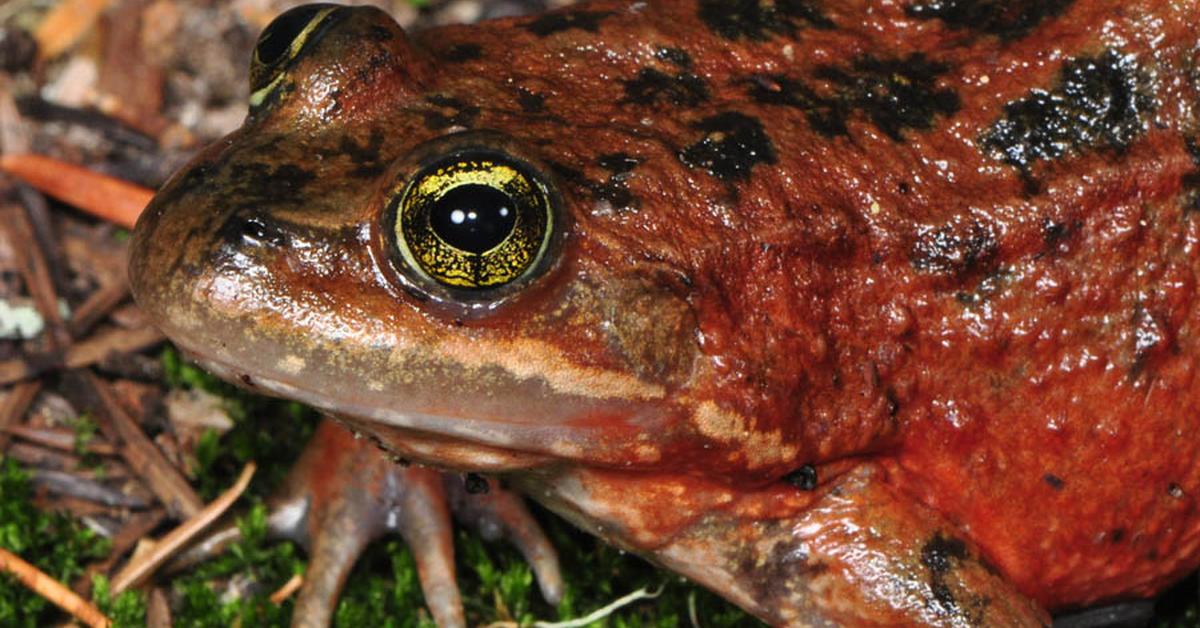 Unique portrayal of the Oregon Spotted Frog, also called Katak Oregon Berbintik in Bahasa Indonesia.