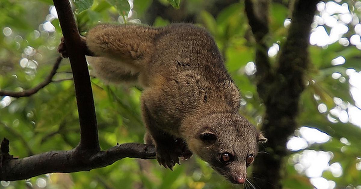 Image of the Olingo (Bassaricyon gabbii), popular in Indonesia as Olingo.