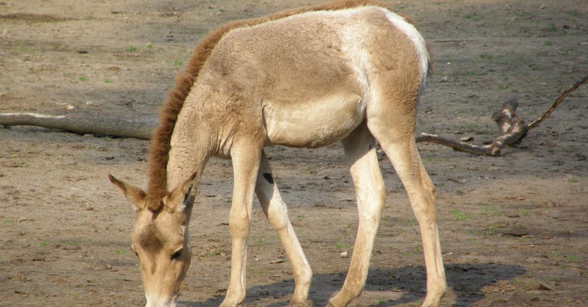 Close encounter with the Onager, scientifically called Equus hemionus.