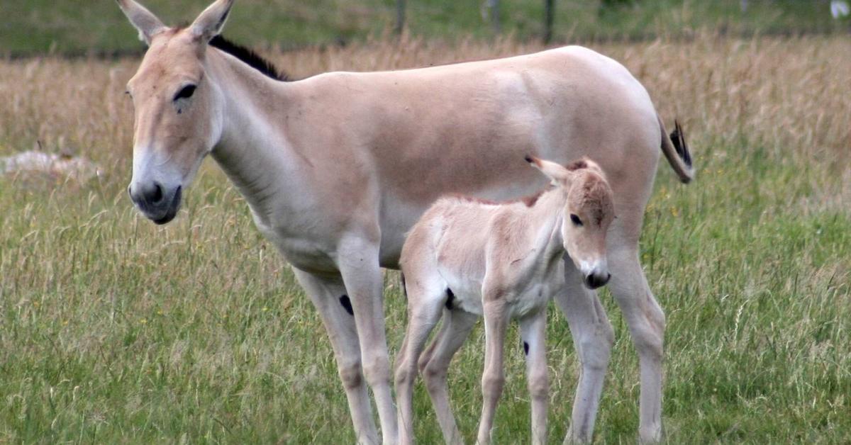 Image showcasing the Onager, known in Indonesia as Onager.