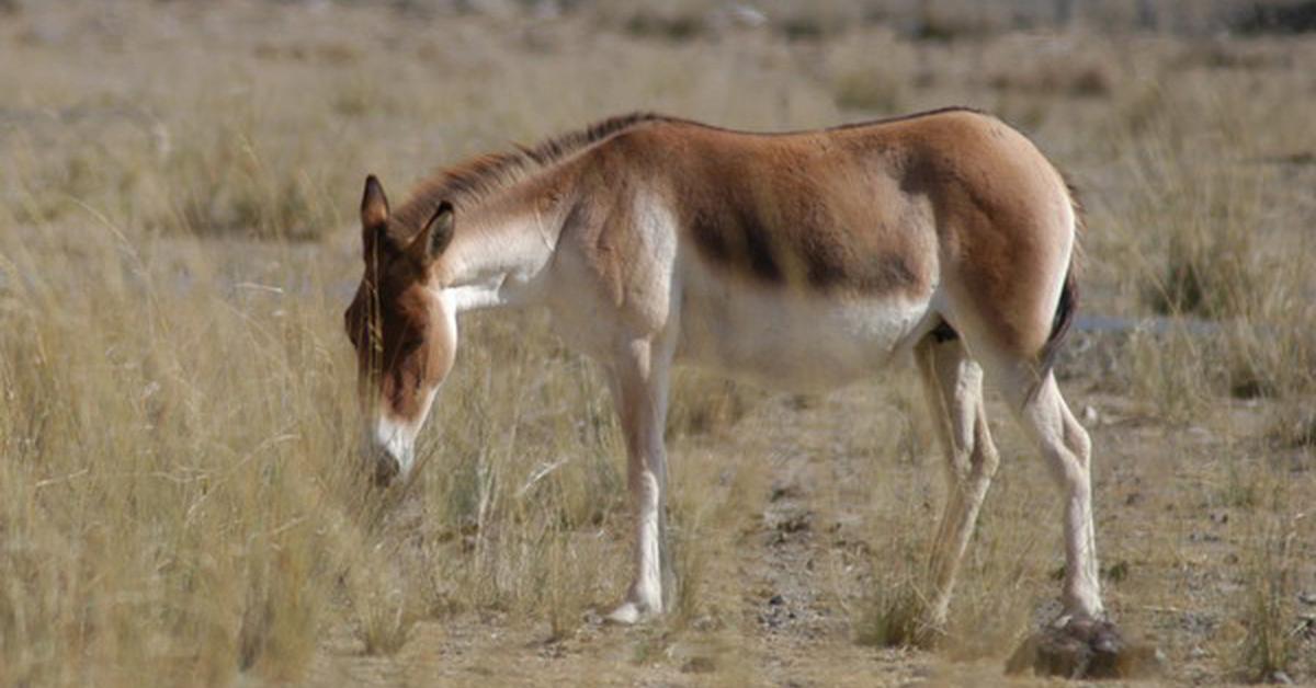 Captivating presence of the Onager, a species called Equus hemionus.