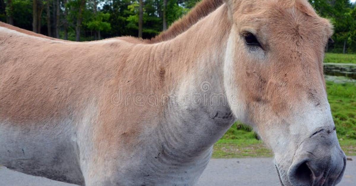 Visual of Onager, or Onager in Indonesian, showcasing its beauty.