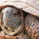 Enchanting Ornate Box Turtle, a species scientifically known as Terrapene Ornata.