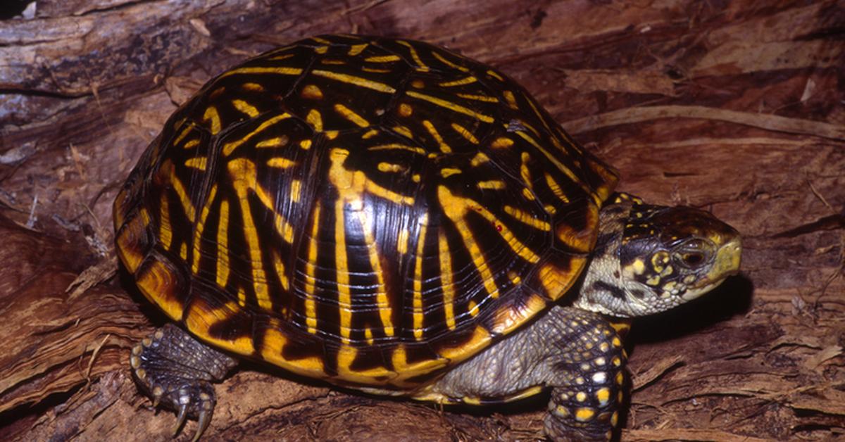 Captured elegance of the Ornate Box Turtle, known in Indonesia as Kura-kura Kotak Mewah.