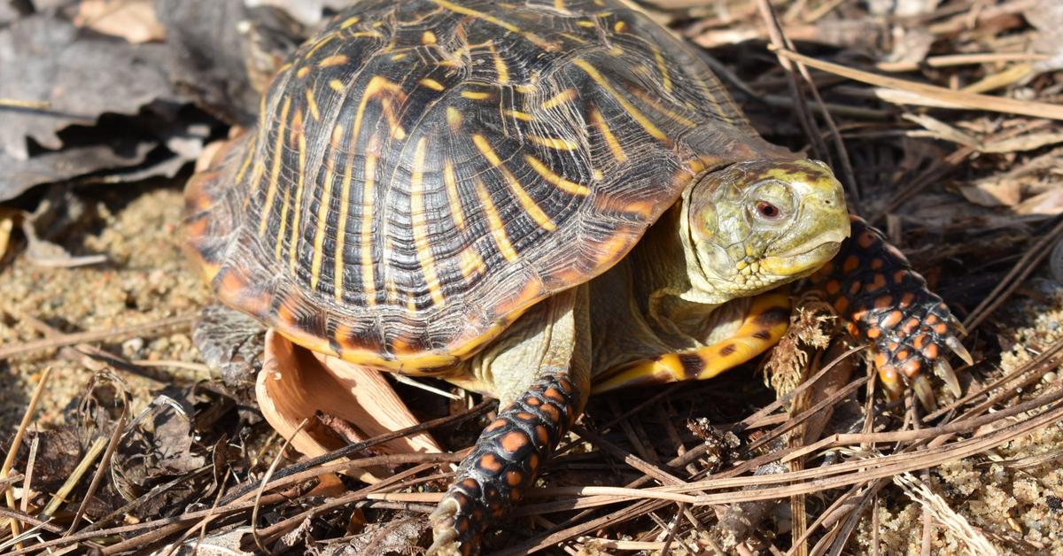 A look at the Ornate Box Turtle, also recognized as Kura-kura Kotak Mewah in Indonesian culture.