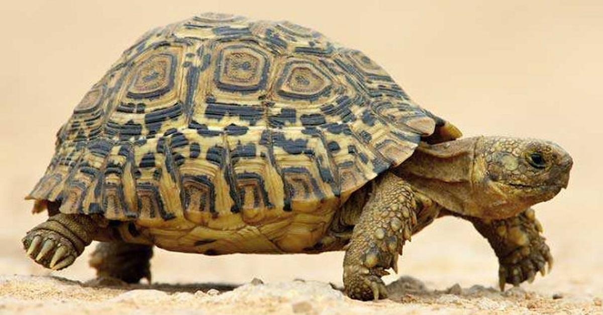 Insightful look at the Ornate Box Turtle, known to Indonesians as Kura-kura Kotak Mewah.