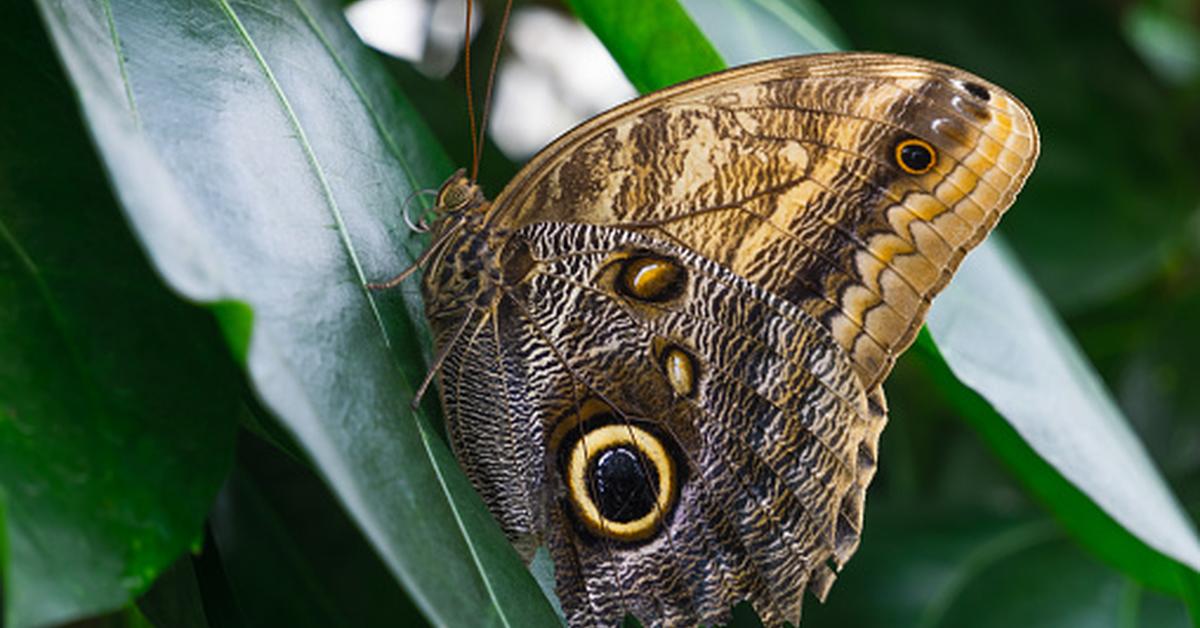 The majestic Owl Butterfly, also called Kupu-kupu Burung Hantu in Indonesia, in its glory.