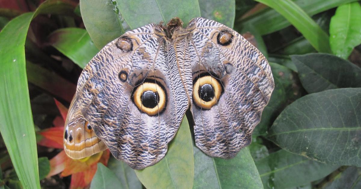 Vivid image of the Owl Butterfly, or Kupu-kupu Burung Hantu in Indonesian context.