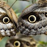 Elegant portrayal of the Owl Butterfly, also known as Caligo.