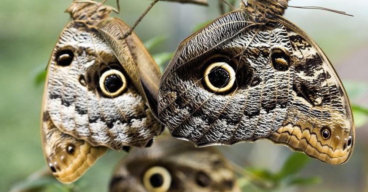 Portrait of a Owl Butterfly, a creature known scientifically as Caligo.