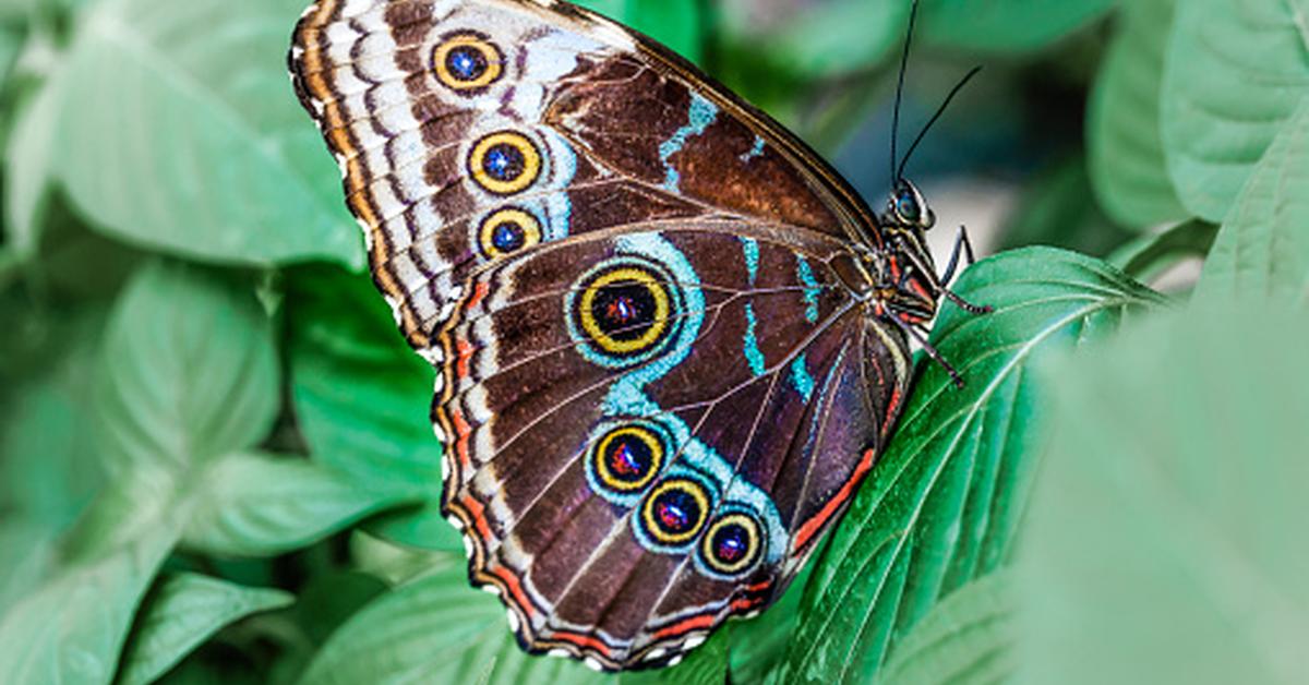 Visual representation of the Owl Butterfly, recognized in Indonesia as Kupu-kupu Burung Hantu.