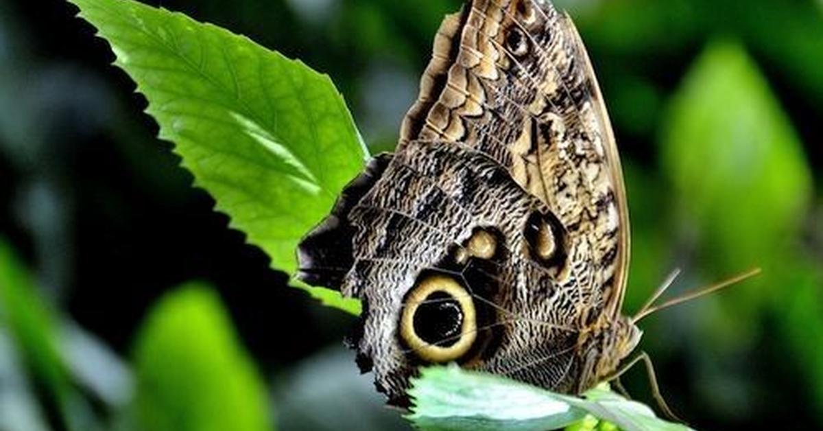 Unique portrayal of the Owl Butterfly, also called Kupu-kupu Burung Hantu in Bahasa Indonesia.