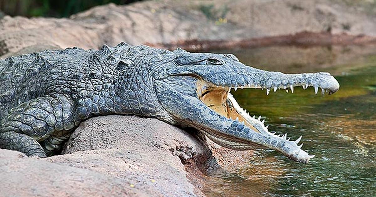 Photogenic Orinoco Crocodile, scientifically referred to as Crocodylus intermedius.