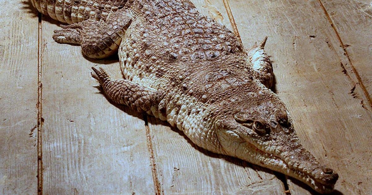 Dynamic image of the Orinoco Crocodile, popularly known in Indonesia as Buaya Orinoco.