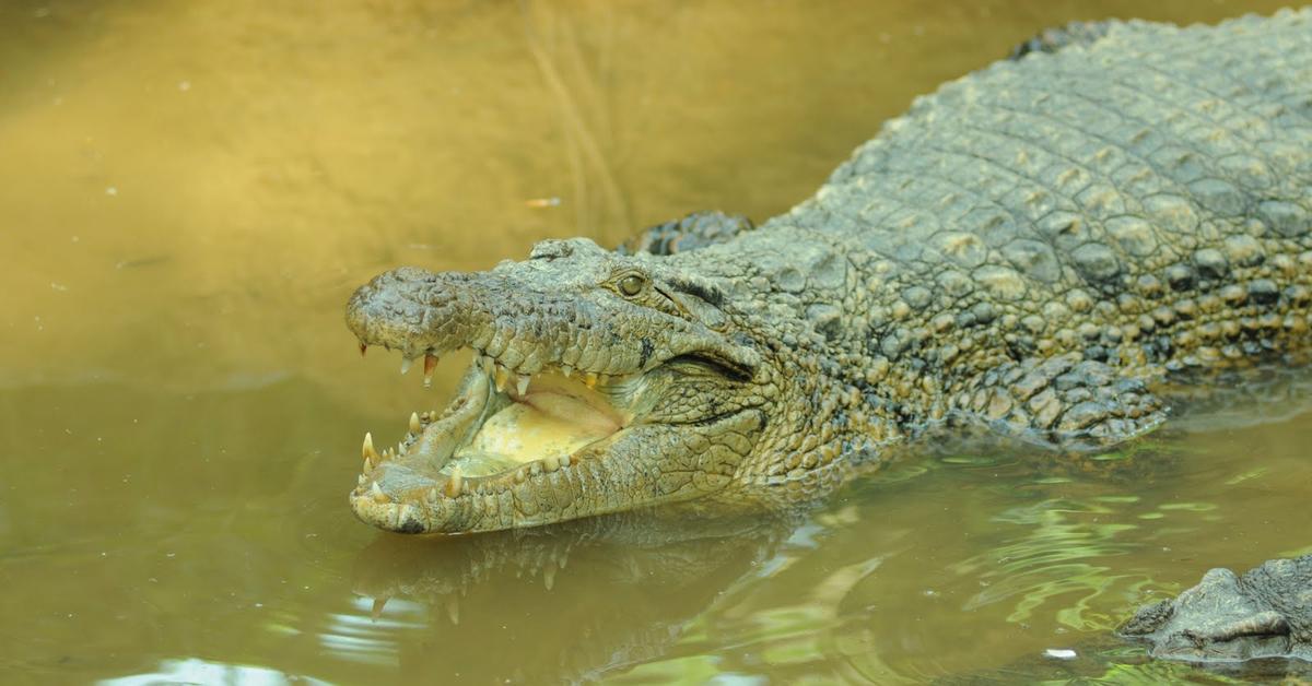 Elegant portrayal of the Orinoco Crocodile, also known as Crocodylus intermedius.